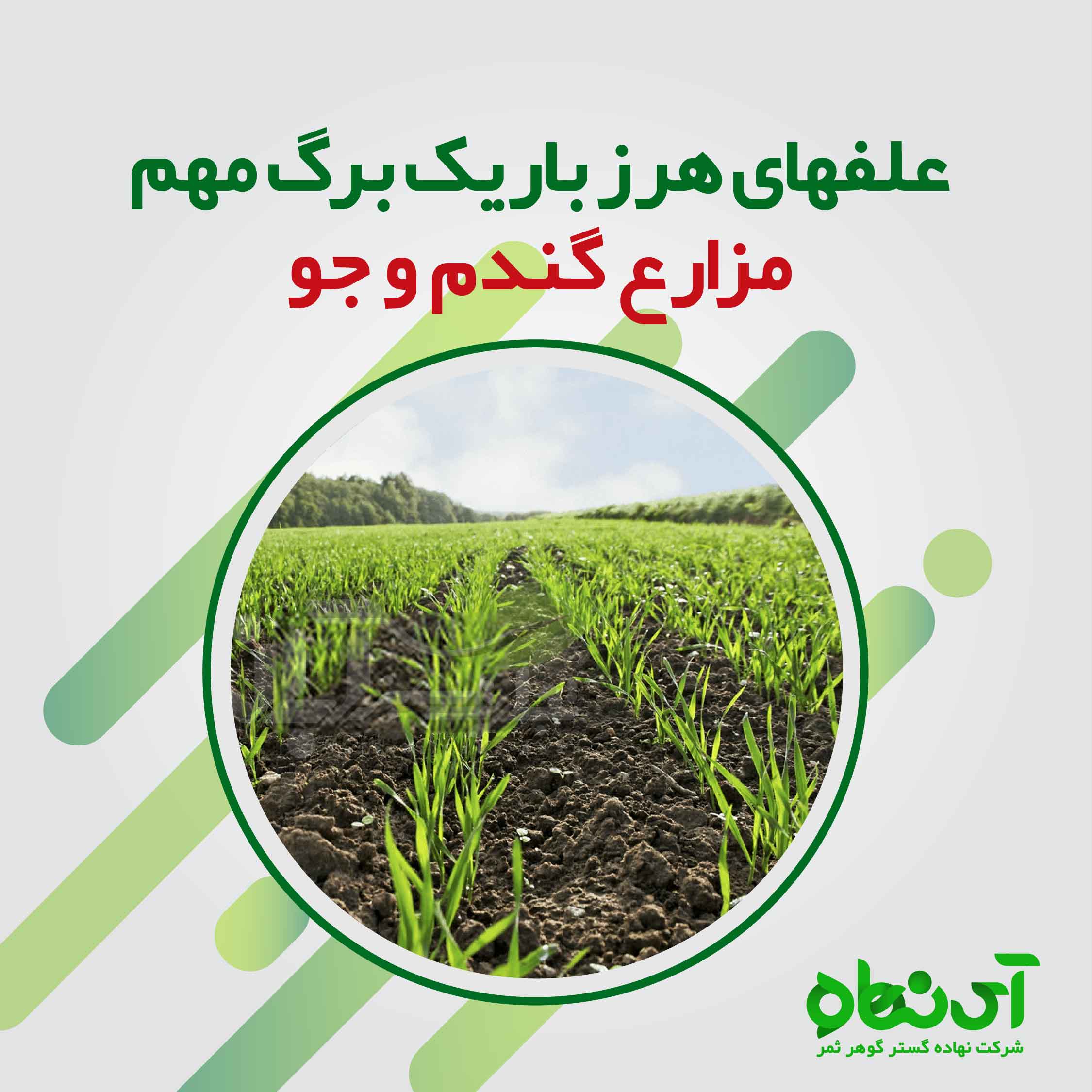 علف های هرز باریک برگ مهم مزارع گندم و جو